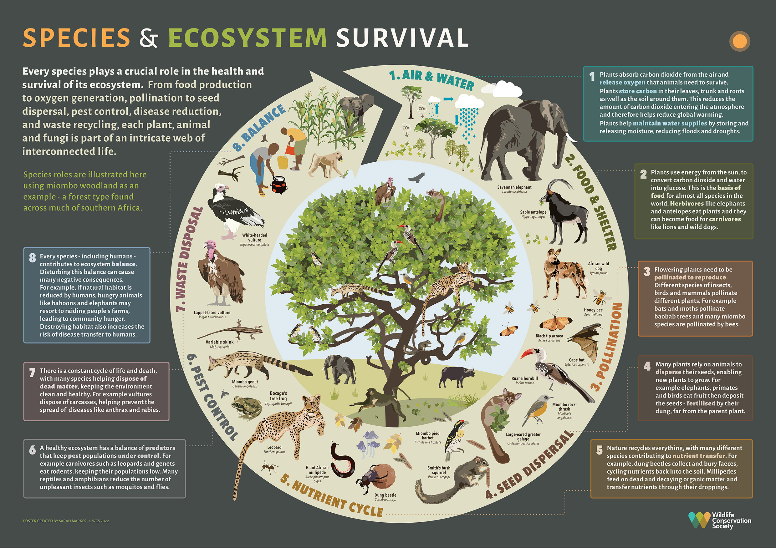 A diverse ecosystem showcasing various animal species