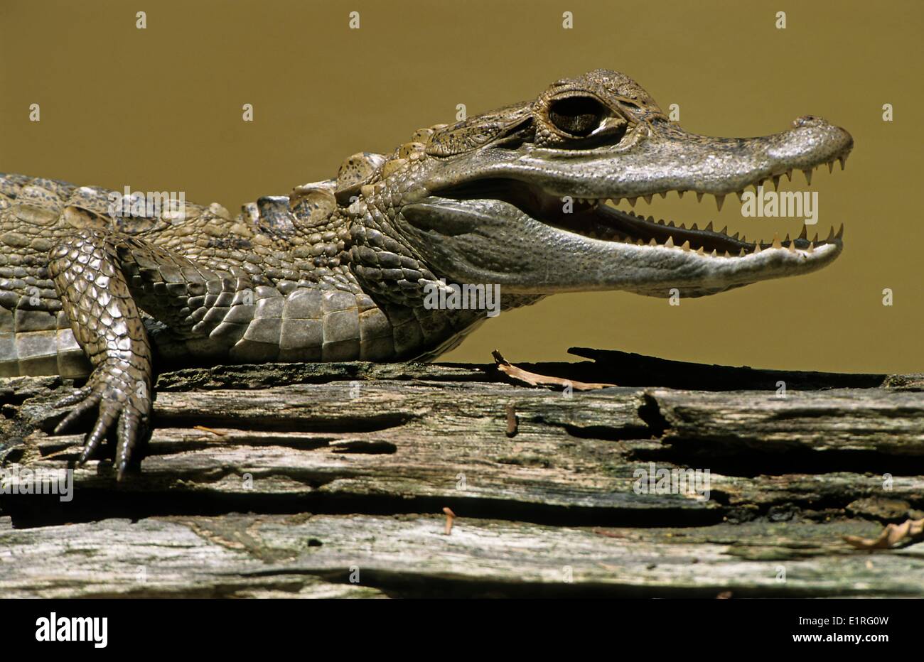 A Spectacled Caiman a common crocodilian in the Amazon rainforest