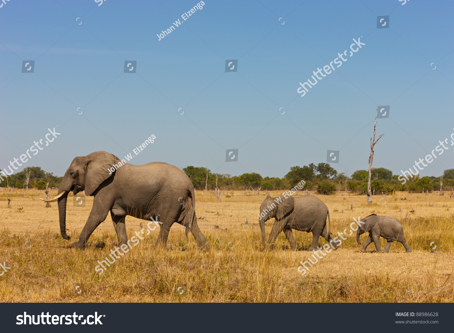 A family of African elephants traversing the golden savanna