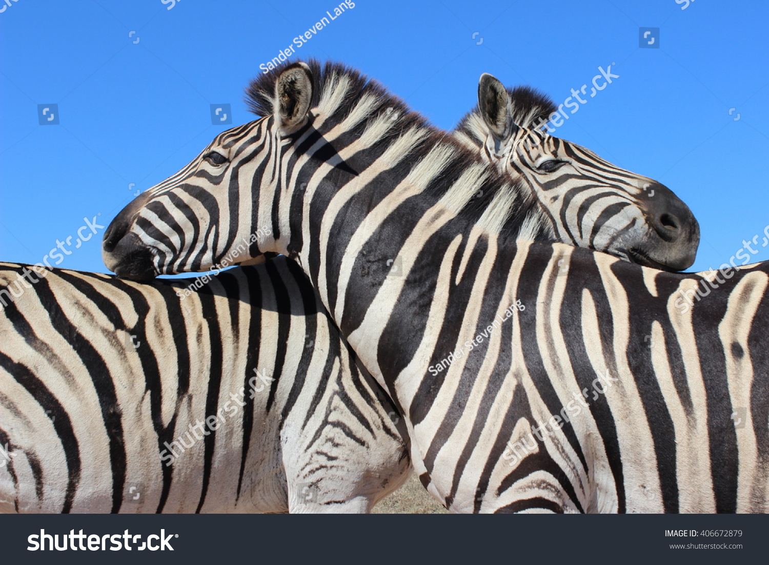 Zebras use their unique stripe patterns for individual recognition within their herds