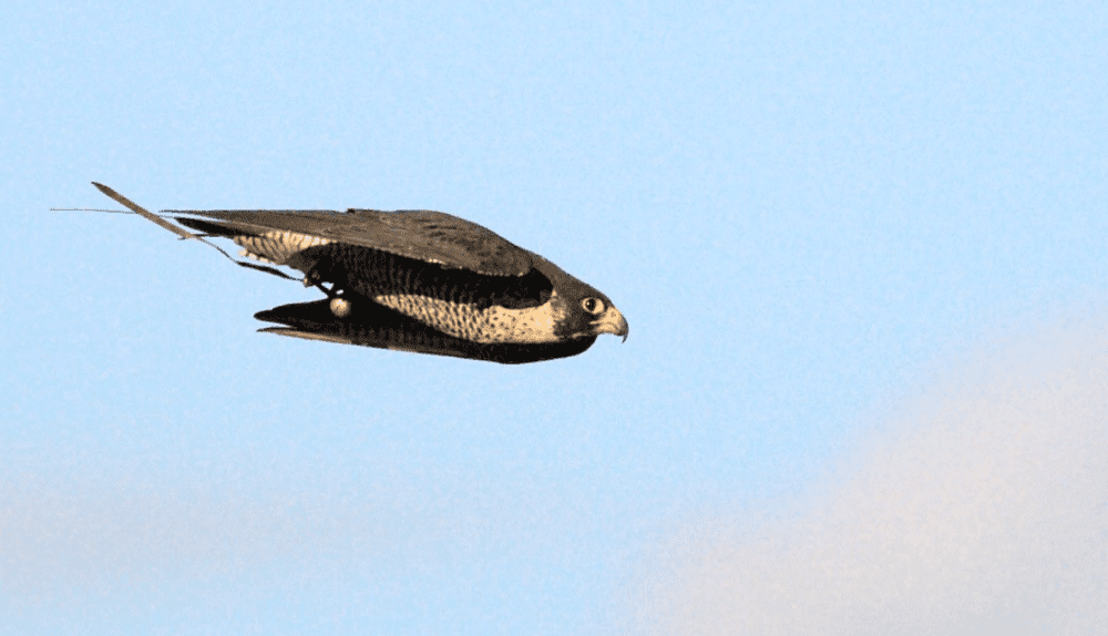 A peregrine falcon in full dive showcasing its aerodynamic adaptations for aerial hunting
