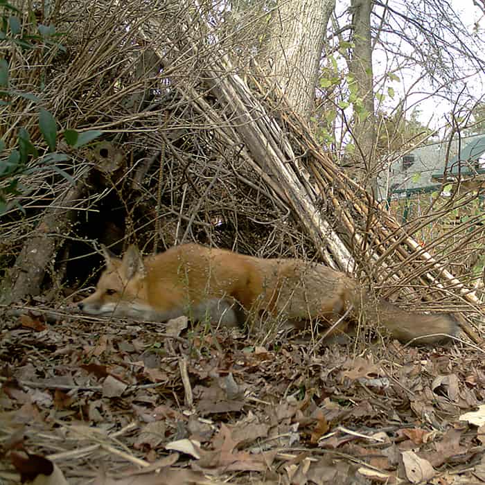 A forest scene illustrating the protective shelter it provides for wildlife