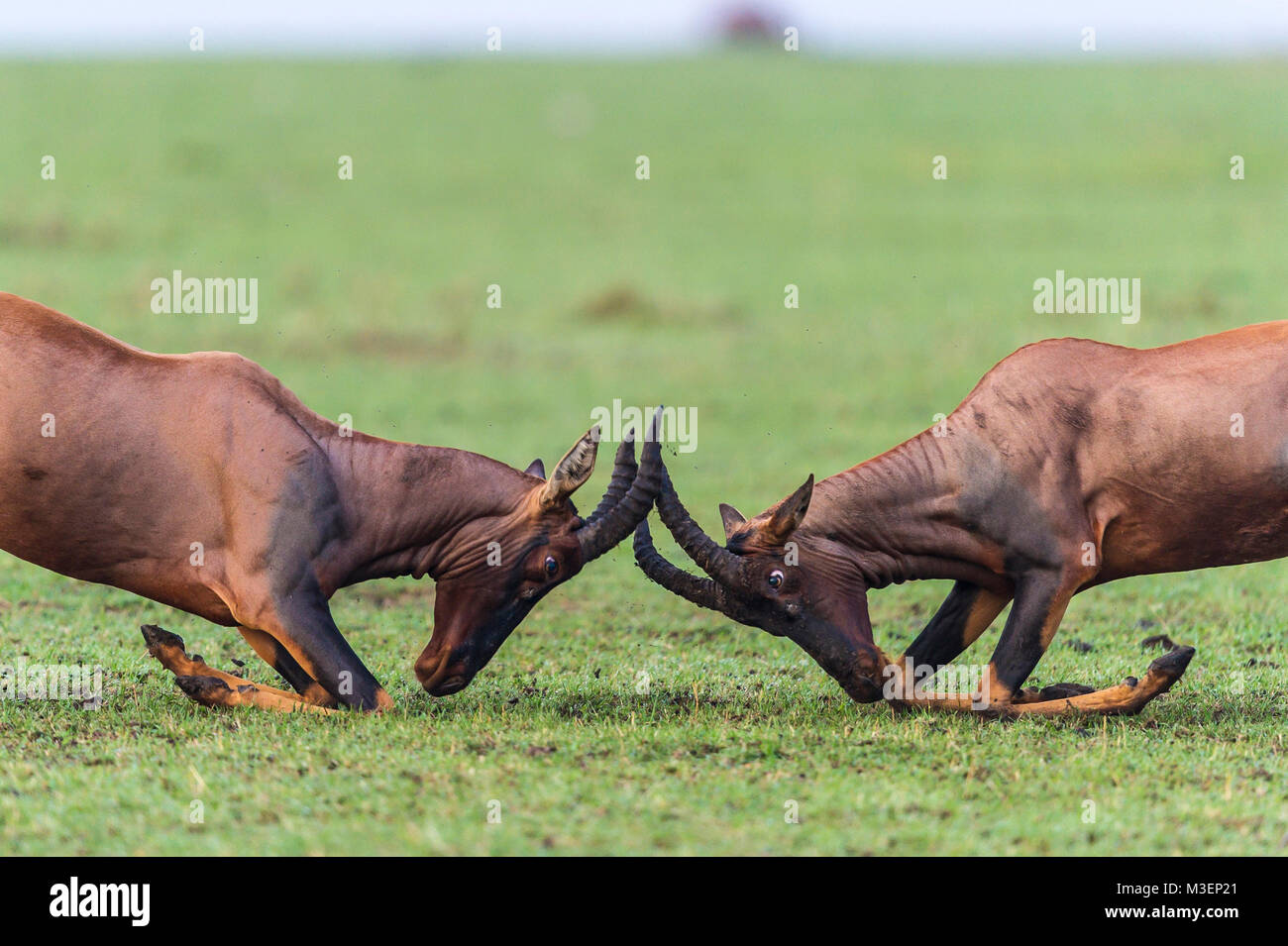 Topi antelopes participating in a lek mating system