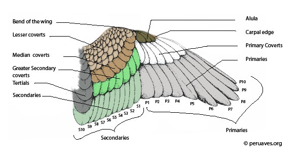 Diagram showing the different types of feathers on a birds wing