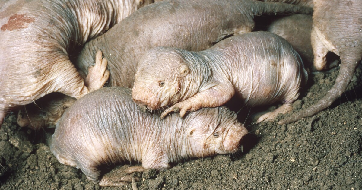 A colony of Naked Mole Rats showcasing their unique appearance and social structure