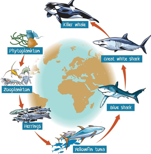 A simplified illustration of a marine food web demonstrating the flow of energy through different trophic levels