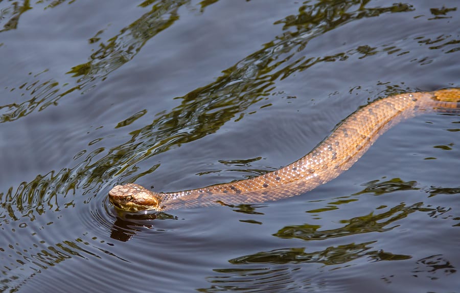 A northern water snake swimming gracefully in a river showcasing its aquatic adaptation