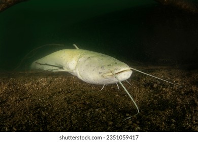 A large catfish swimming in murky water showcasing its bottomdwelling lifestyle