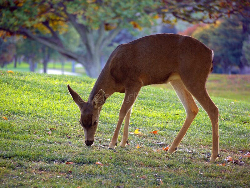 A majestic whitetailed deer peacefully grazing in a golden autumn forest