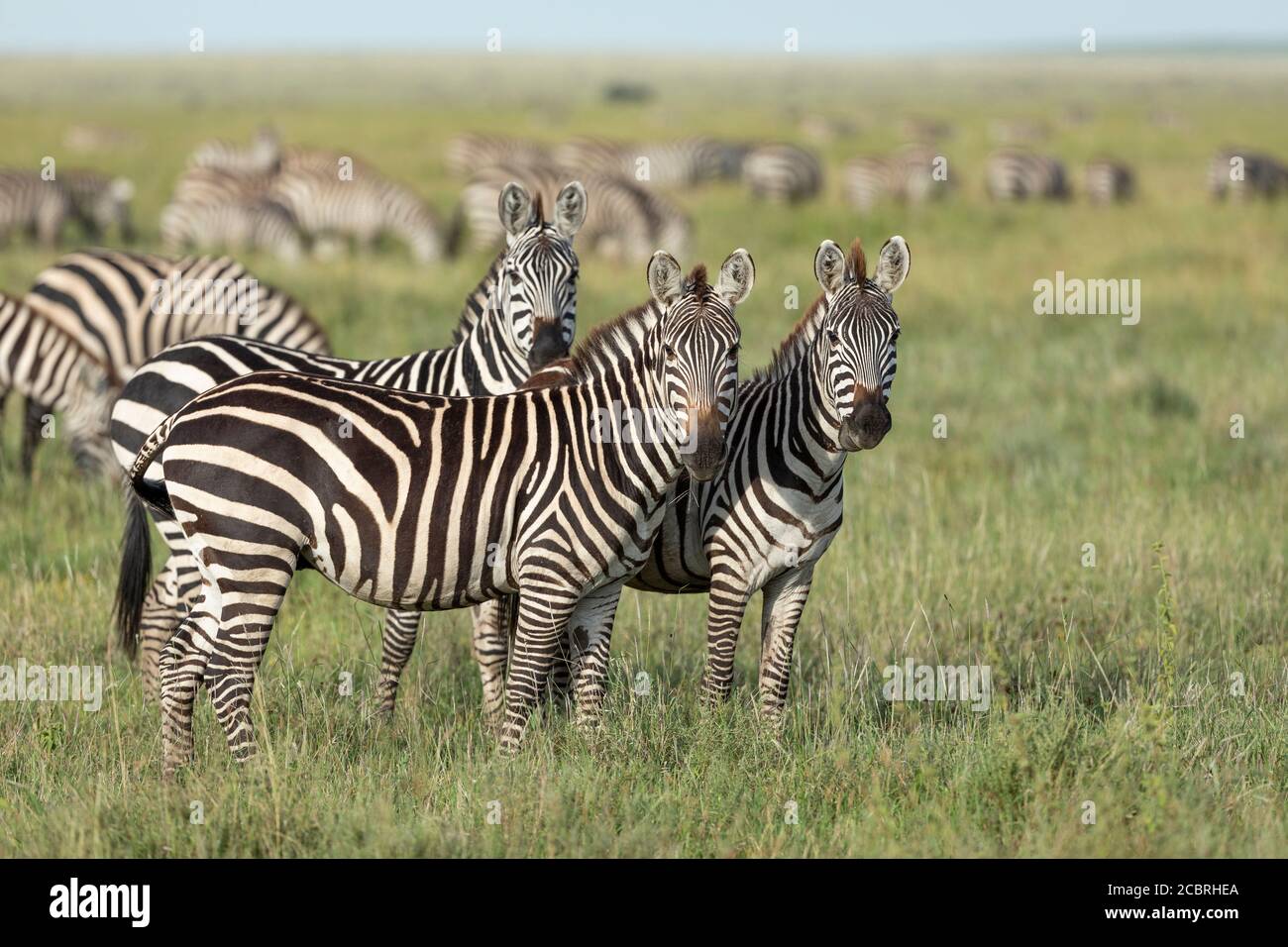 A large herd of Plains Zebras peacefully grazing on the African savanna