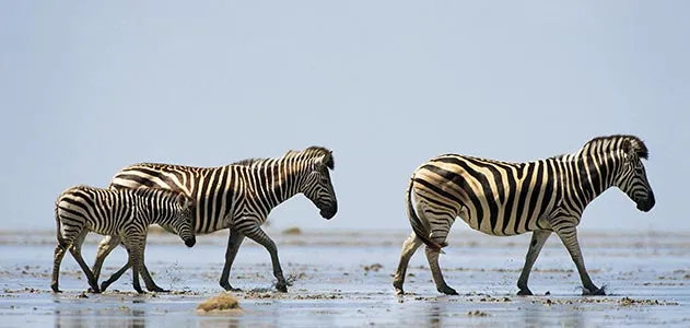 Wildlife researchers monitoring a zebra population in Africa