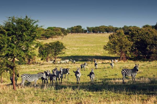 A herd of zebras grazing peacefully on the African savanna displaying their distinctive stripe patterns
