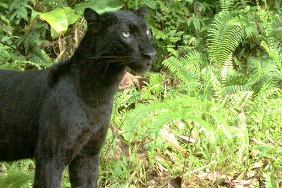 A black panther stealthily moving through the rainforest canopy