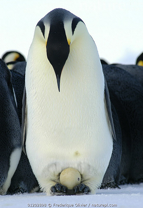 An emperor penguin diligently incubating its egg in the Antarctic cold