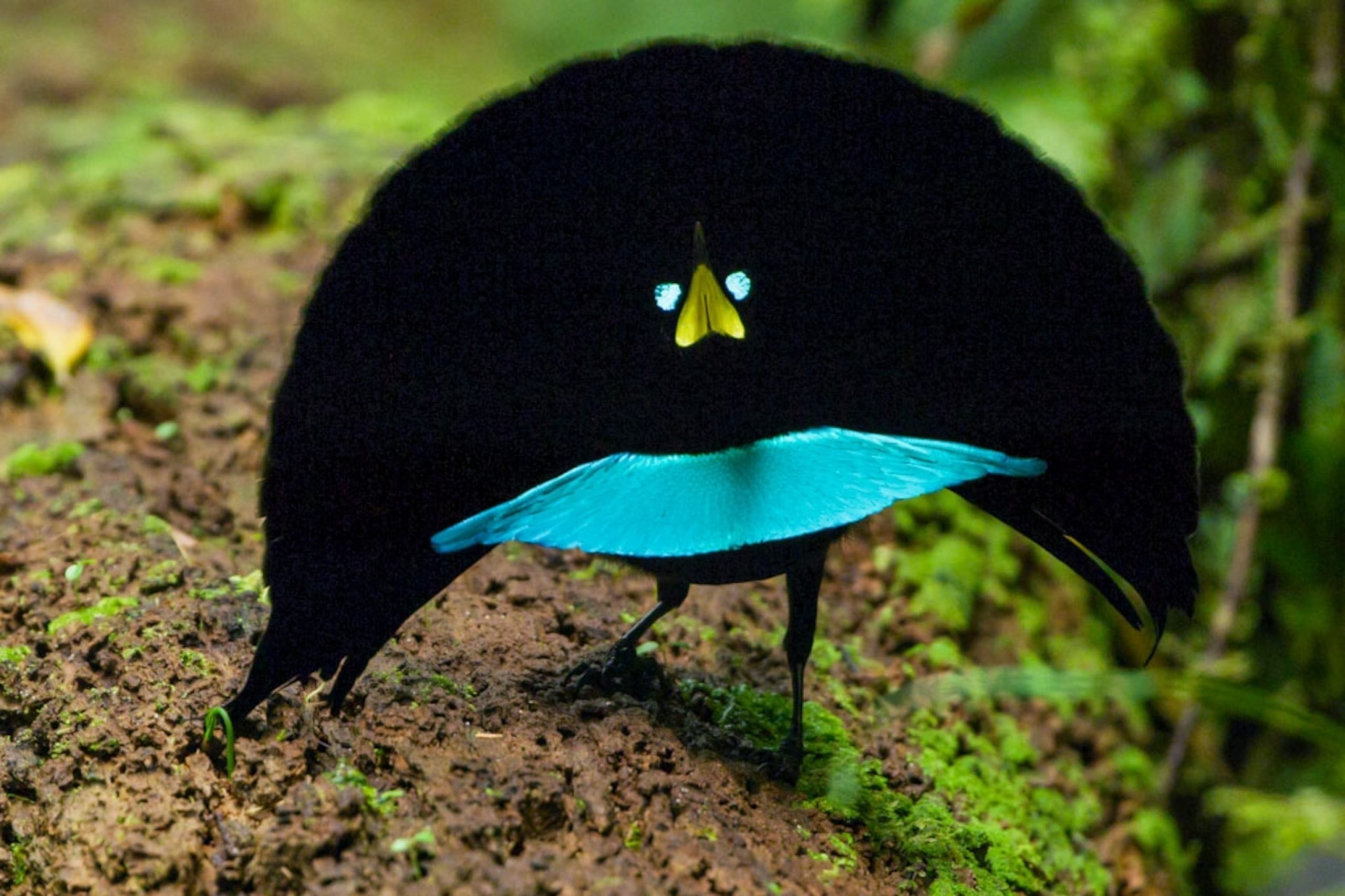 Birds of Paradise performing a courtship dance