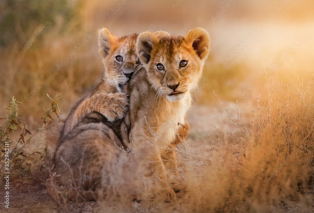 Lion cubs engage in playful wrestling in the savannah