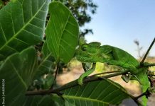 Animals Just Dance: Discover the Rhythms of Nature A chameleon blending seamlessly with its environment