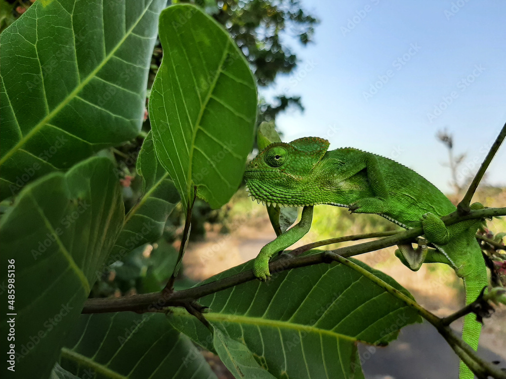 A chameleon blending seamlessly with its environment