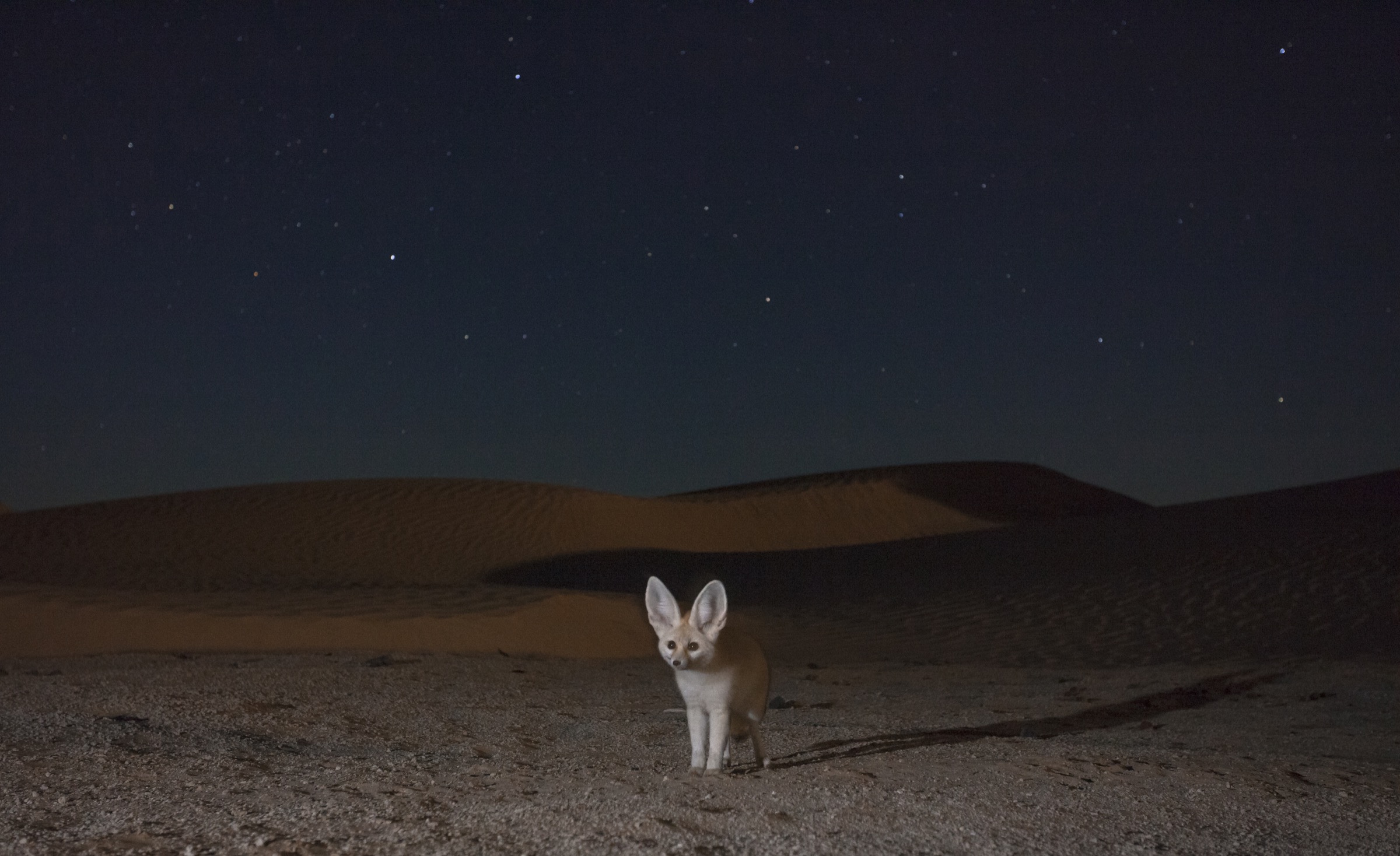A fennec fox exploring the desert at night
