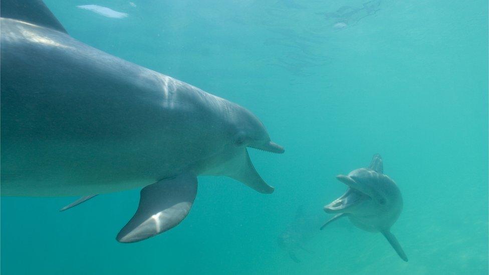 Dolphins exhibiting complex communication skills