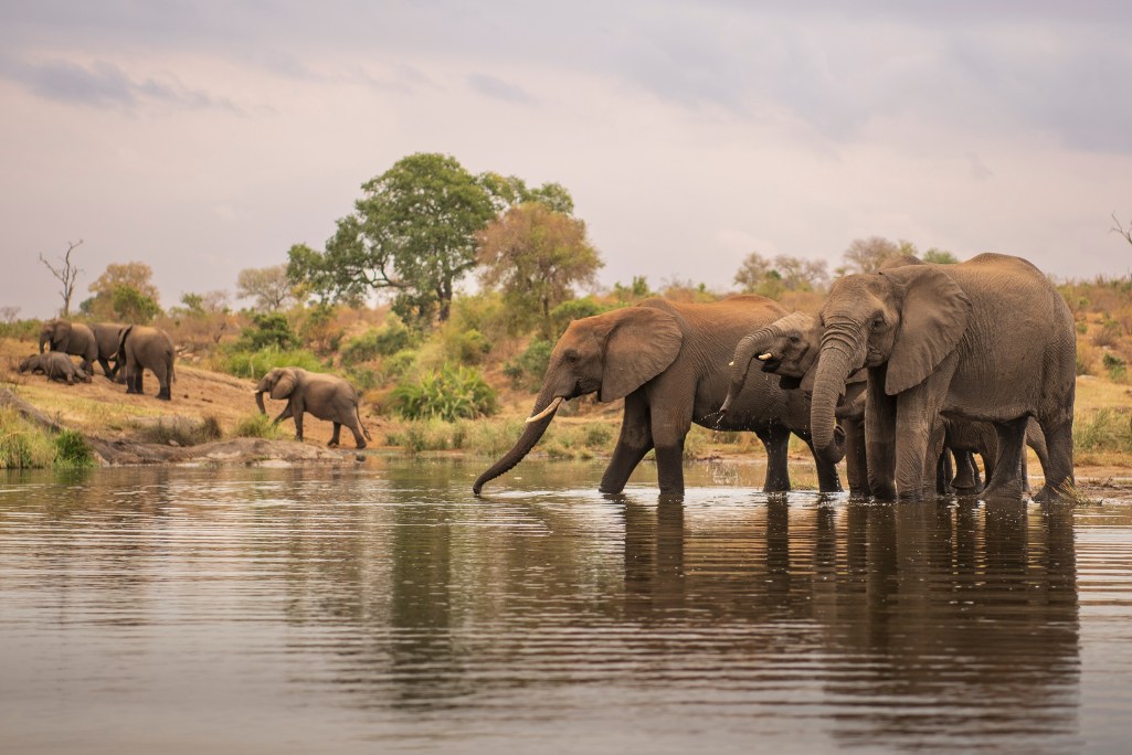 A herd of elephants in Kruger National Park