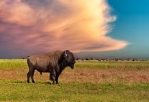 100 Animal Names from A to Z – Complete List with Pictures A bold bison grazing on the North American plains