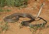 The Enigmatic World of Black Animals: Beyond the Known The mysterious and feared black mamba snake
