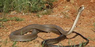 The mysterious and feared black mamba snake