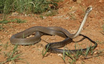 The Enigmatic World of Black Animals: Beyond the Known The mysterious and feared black mamba snake