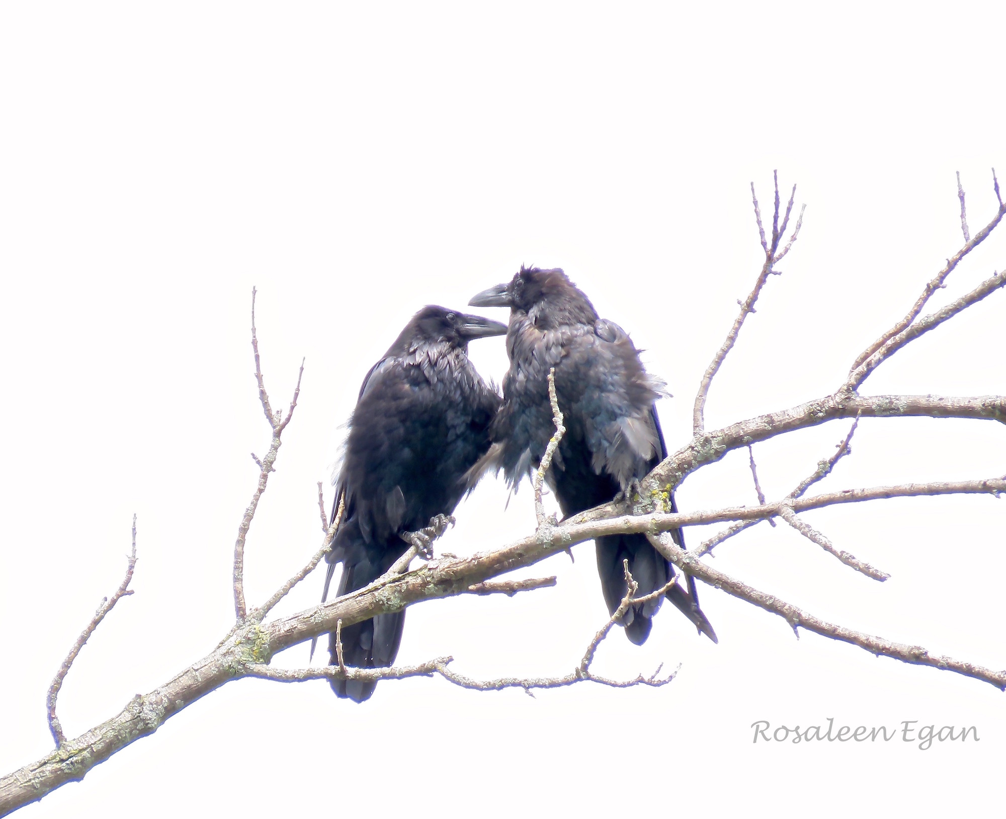 A raven perched embodying mystery and intelligence