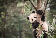 What Are Endangered Animals and How Can We Help? A Giant Panda peacefully eating bamboo in its natural habitat