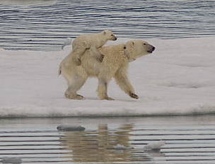 Polar bear cubs facing the challenges of a melting habitat