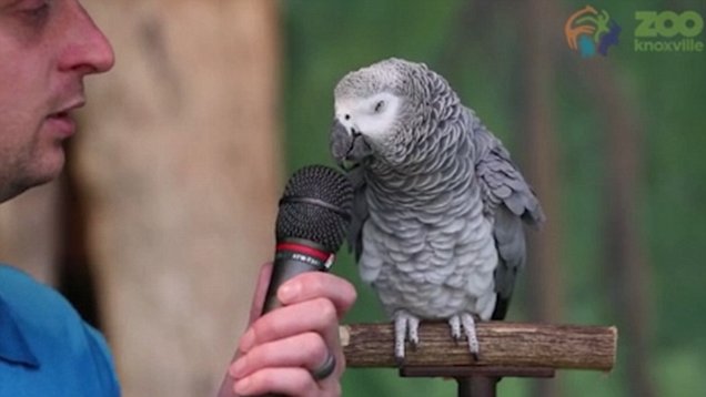 An African Grey parrot demonstrating mimicry skills