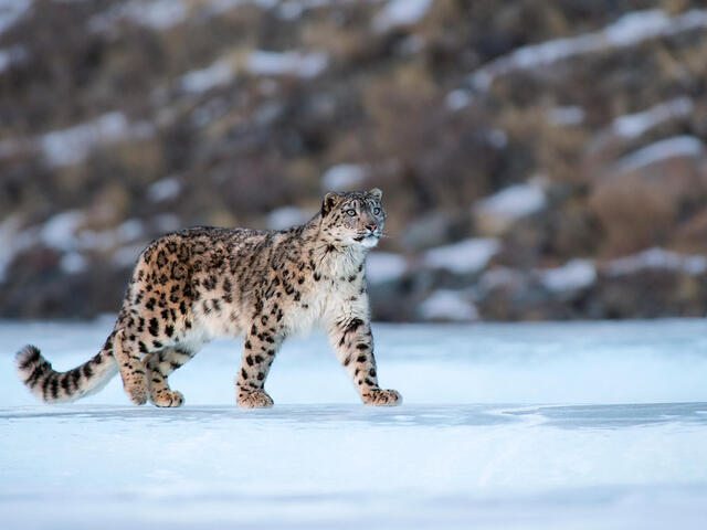 A snow leopard navigating the rocky terrains of the Himalayas