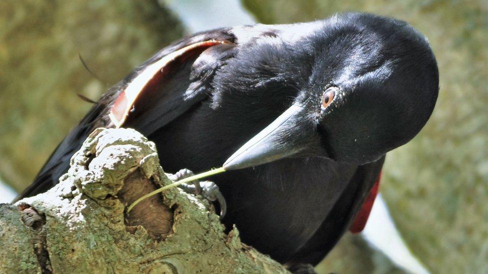 A New Caledonian crow using a crafted tool to obtain food