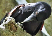 The Smartest Animals: Discovering Nature’s Geniuses A New Caledonian crow using a tool to extract food