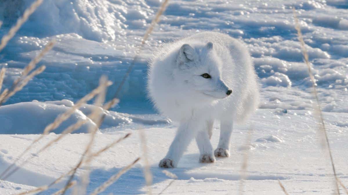 The Arctic fox with its thick fur and compact body is a prime example of physiological adaptation to cold climates