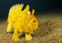 How Yellow Animals Use Color to Survive in the Wild A yellow lizard camouflaged against sandy terrain