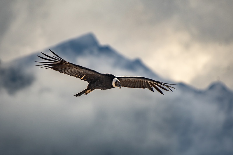 An Andean condor gracefully soaring above the mountains