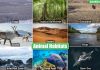 Vertebrates Animals vs. Invertebrates: Understanding the Key Differences Illustration of various vertebrate animals in their natural habitats