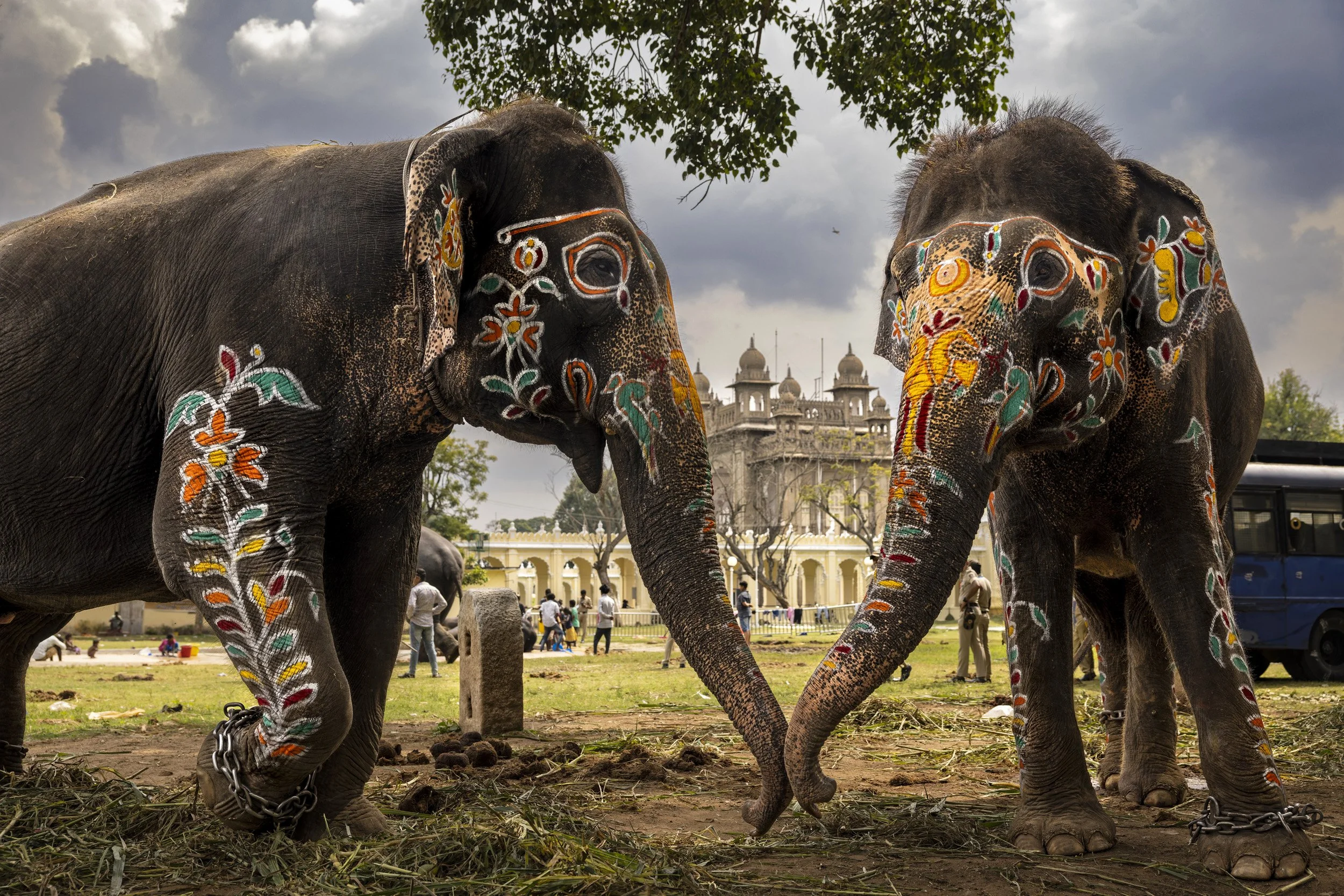 Elephants in a traditional cultural setting