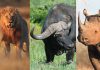 The Big 5 Animals: Exploring Africa’s Most Iconic Wildlife The Big Five animals lion elephant buffalo leopard and rhinoceros in their natural habitat