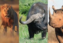 The Big 5 Animals: Exploring Africa’s Most Iconic Wildlife The Big Five animals lion elephant buffalo leopard and rhinoceros in their natural habitat