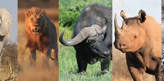 The Big Five animals lion elephant buffalo leopard and rhinoceros in their natural habitat