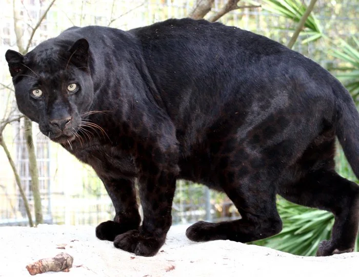 A majestic black panther gracefully moving through its natural habitat