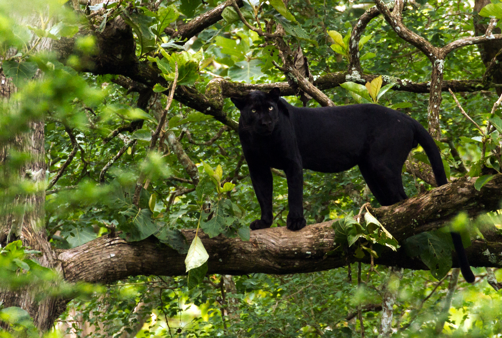 A black panther elegantly prowling through its forest habitat