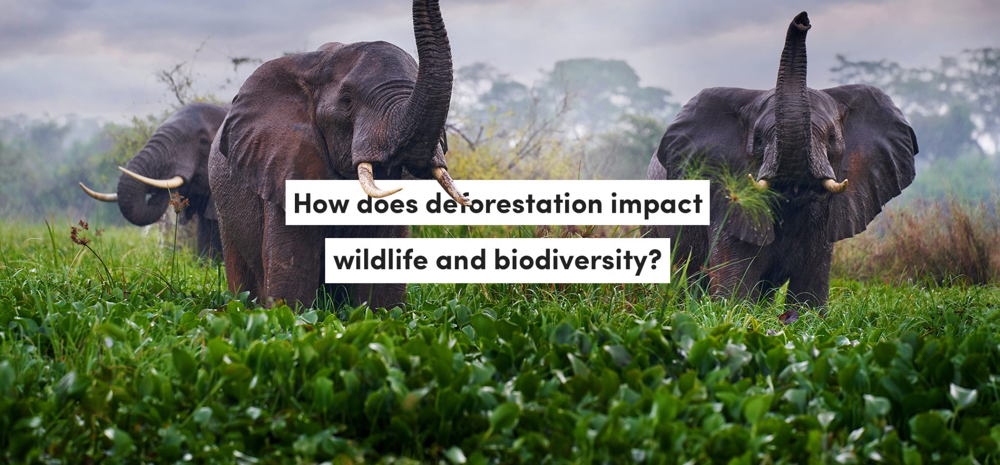 Deforestation poses a significant threat to animal societies by disrupting their natural habitats