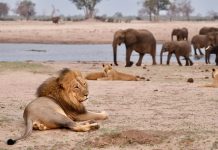 Land Animals: Exploring the Diverse Habitats Across Continents African savanna with elephants and lions in their natural habitat