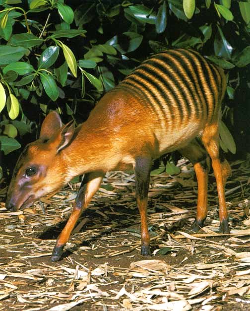 The rare and elusive Zebra Duiker with its distinctive stripes