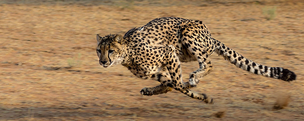 A cheetah demonstrating the speed advantage of quadrupedalism
